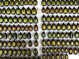 a lot of beetles that are on display on the wall