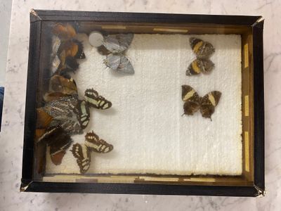 a picture of a display of butterflies in a shadow box