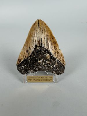 a close up of a fossil tooth on a display stand