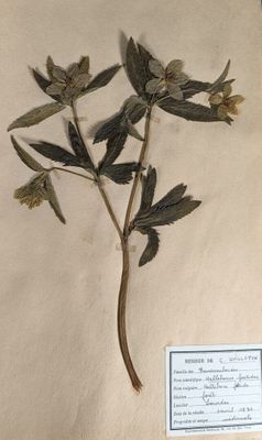une photo d'une plante exposée dans une vitrine