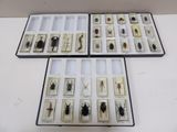 deux boîtes contenant différents types d'insectes