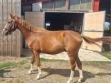un cheval brun debout devant une grange