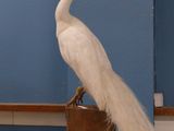 a white peacock standing on top of a wooden pole