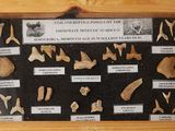 a picture of a picture of a display of fossil bones