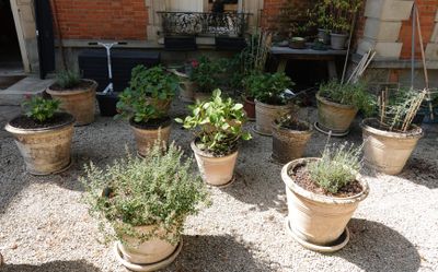de nombreuses plantes en pot posées sur le gravier
