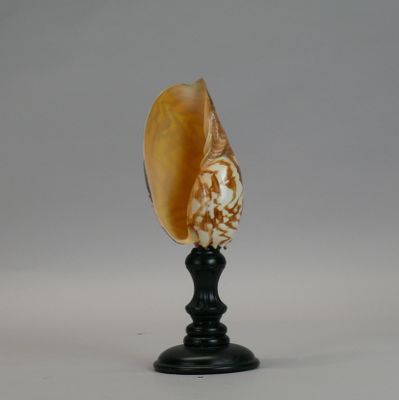 an image of a seashell on a black stand