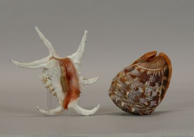 two shells sitting next to each other on a table