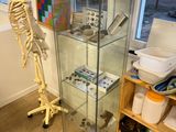 a skeleton standing in a glass case in a room