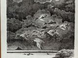 a drawing of a flock of birds flying in the sky