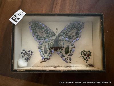 Une composition avec insectes via étalage formant un papillo…