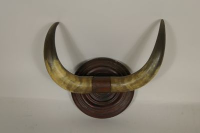 an animal head mounted on a wall mounted on a white wall