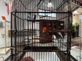 un oiseau en cage exposé dans un musée