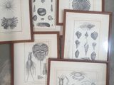 six dessins représentant la vie marine, présentés dans des cadres en bois
