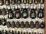 a lot of beetles that are on display in a wooden frame
