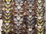 a close up of a display of butterflies in a glass case