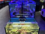 un aquarium contenant un poisson, dans un magasin