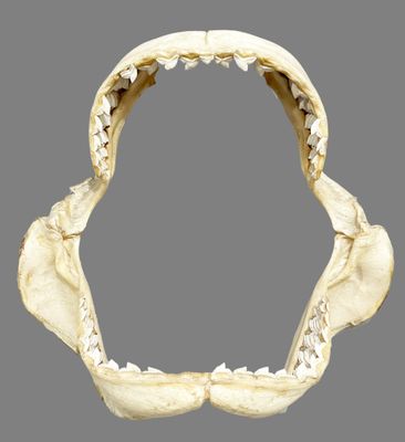 a close up of a tooth with a missing jaw on a gray background