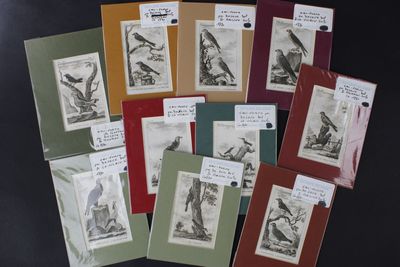 Lot de 9 gravures d'après les Oiseaux de Buffon. - Photo 1