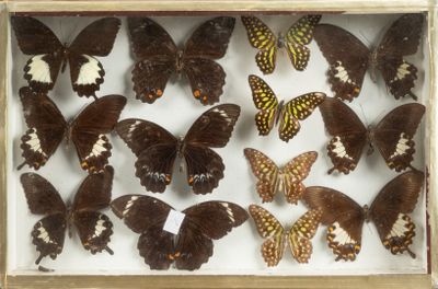 beaucoup de papillons qui se trouvent dans une boîte en bois