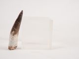 a piece of animal horn that is sitting on a white surface