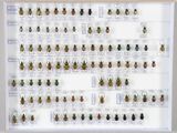 une photo montrant une collection de coléoptères accrochée au mur