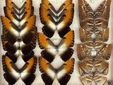 several different types of butterflies are displayed in a display case