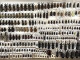 a lot of bugs that are on the wall in the room