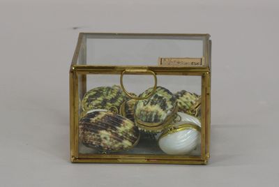 a glass box with shells inside of it on a table