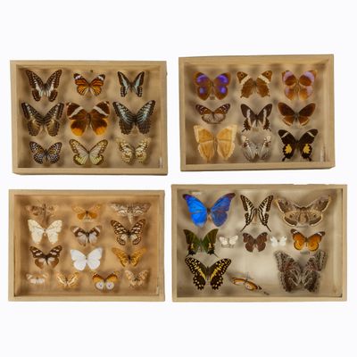 trois boîtes en bois remplies de différentes espèces de papillons, posées sur une surface blanche