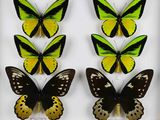 quatre papillons différents dans une vitrine posée sur une surface blanche