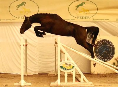 a horse that is jumping over a jump in the air