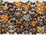 une boîte blanche remplie d'une multitude de papillons orange et noirs