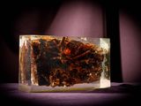 an image of a close up of a piece of food in a glass