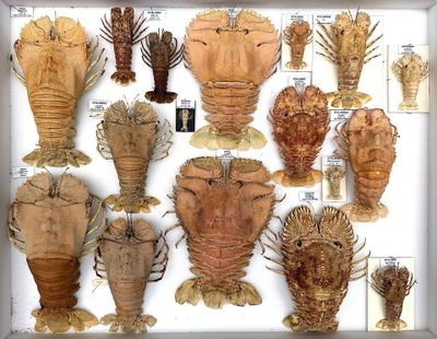 many different types of lobsters displayed in a display case