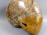 an image of a fossilized shell on a white surface