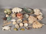 beaucoup de coquillages sur la table
