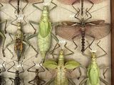 a lot of insects that are on display in a box