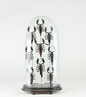 une cloche en verre contenant de nombreux scorpions
