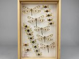 une vitrine d'insectes présentée dans un cadre en bois
