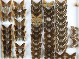 de nombreux types de papillons différents présentés dans une vitrine