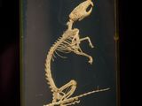 the skeleton of a lizard is displayed in a glass case