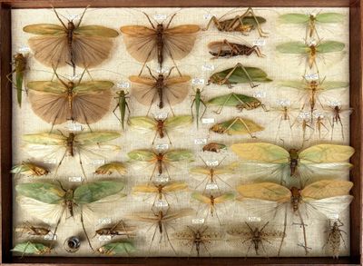 a lot of insects that are on display in a wooden frame