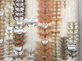 many different types of butterflies displayed in a white frame