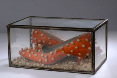 a glass box with a pair of shoes inside of it
