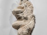un gros plan sur une sculpture représentant une tête de chien posée sur une surface blanche