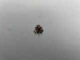 a close up of a small brown bug on a white surface