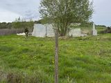 un petit arbre au milieu d'un champ herbeux