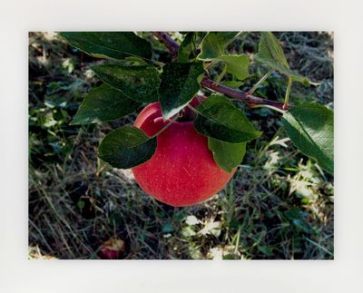 a red apple hanging from a tree with green leaves