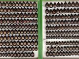 two rows of bottles of beer on display in a box