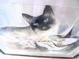 painting of a siamese cat with blue eyes in a clear box